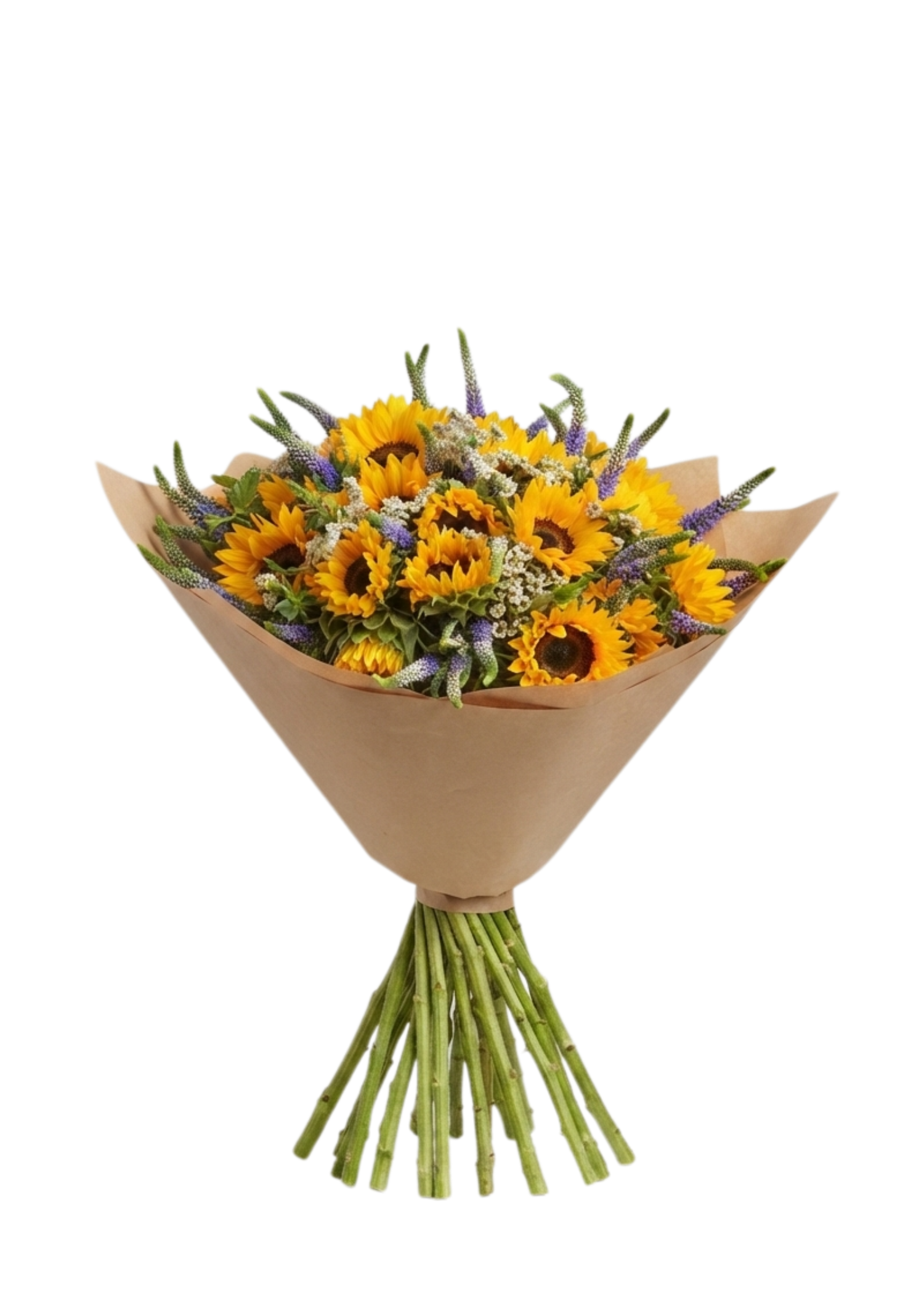 חמניות וורוניקה נדירה