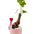 עציץ פיקוס כינורי נדיר